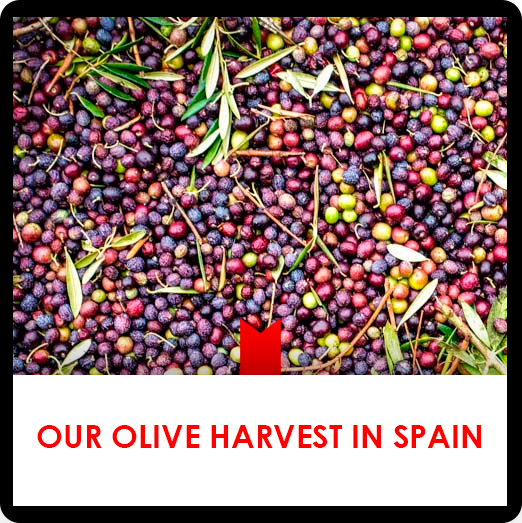 17 febrero: Our olive harvest in Spain