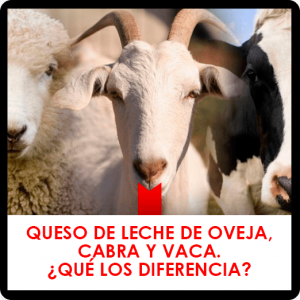 Queso de leche de oveja, cabra o vaca