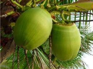 Agua de Coco Verde Nam Hom