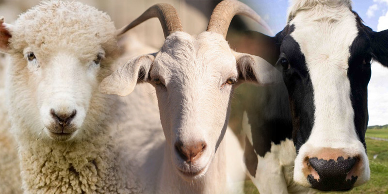En qué se diferencian las leches de cabra, vaca y oveja - Foto 1